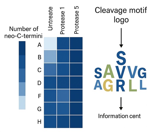 Heatmap and motif logo showing neo-C-terminal patterns and protease specificity.