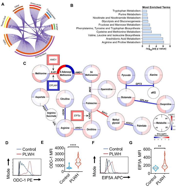 Salivary metabolome and immune cell analysis showing gene-pathway links, enriched terms, arginine-proline metabolism changes, and flow cytometry histograms comparing ODC-1 and EIF5A levels in CD4+ T cells from control and HIV-positive individuals.