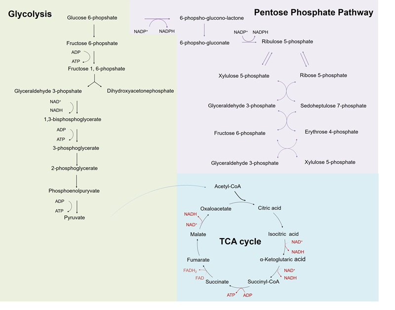 An overview of central carbon metabolism