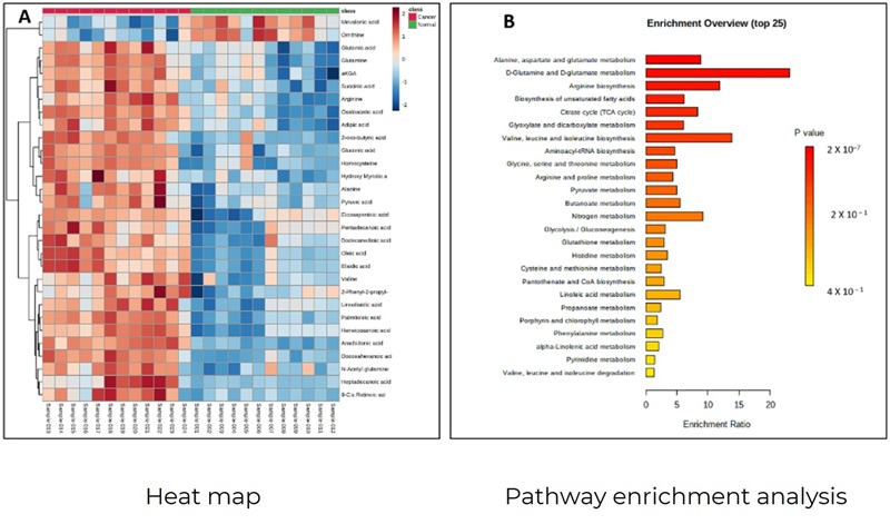 Heat map and pathway enrichment of central carbon metabolism analysis service