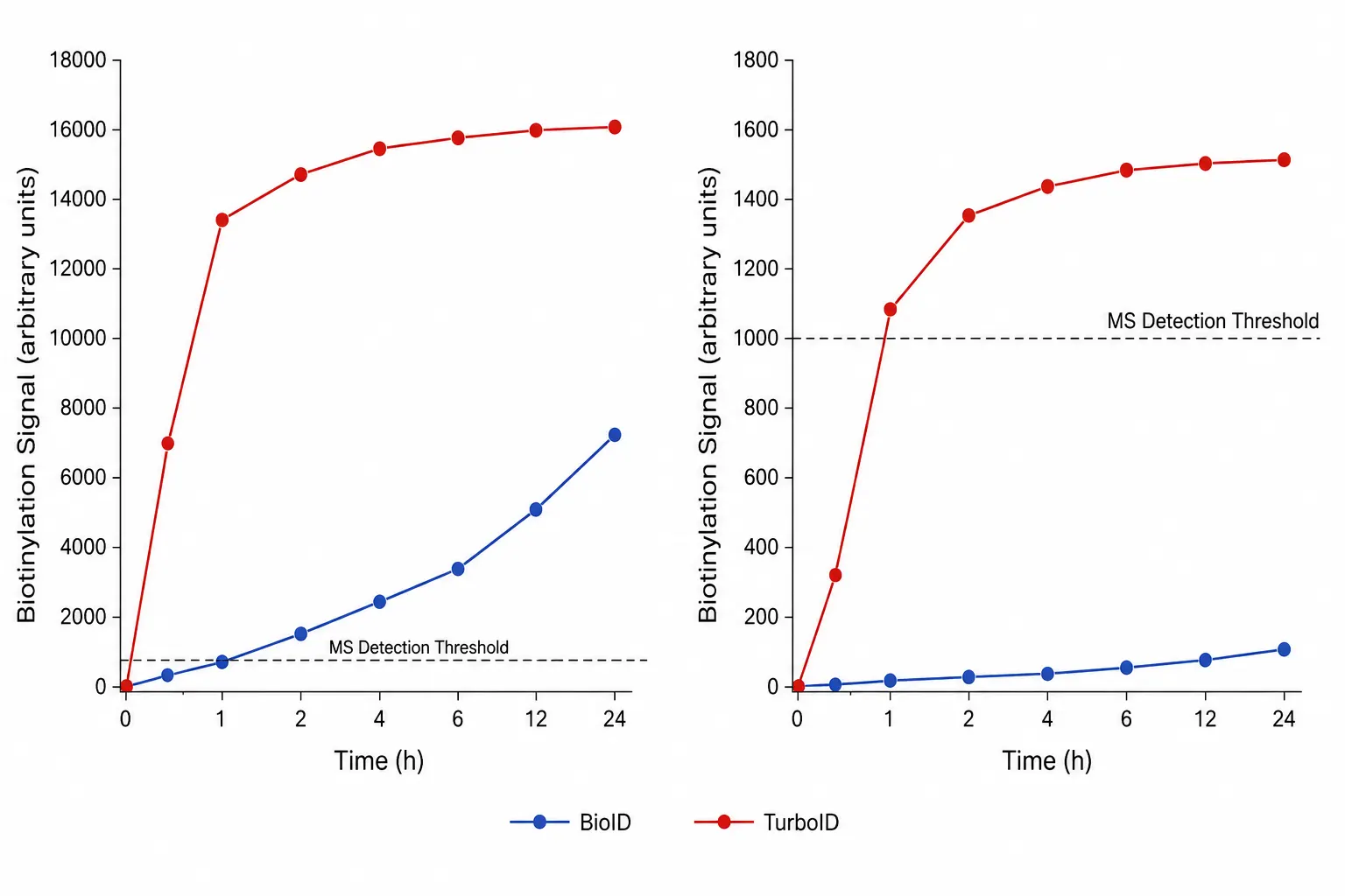 BioID vs TurboID: A Decision Framework for Proximity Labeling Experimental Design