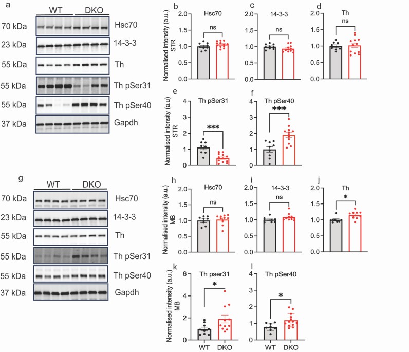Mass spectrometry analysis reveals elevated phenylalanine levels in the plasma of Dnajc12 knockout mice compared to wild-type controls.