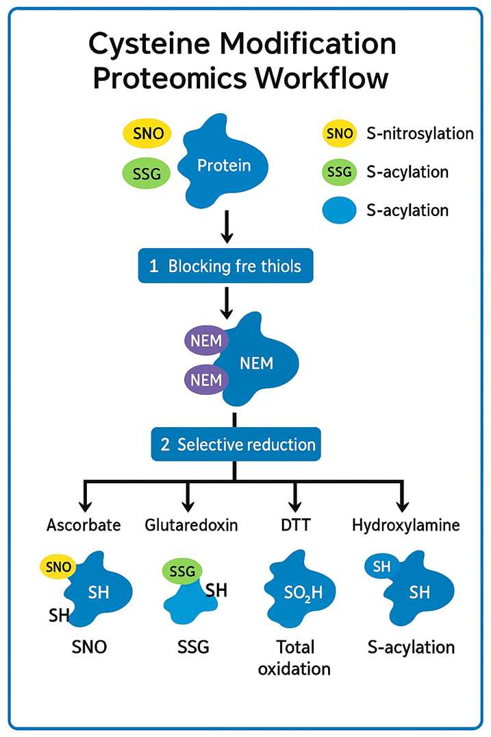 cysteine modification proteomics workflow