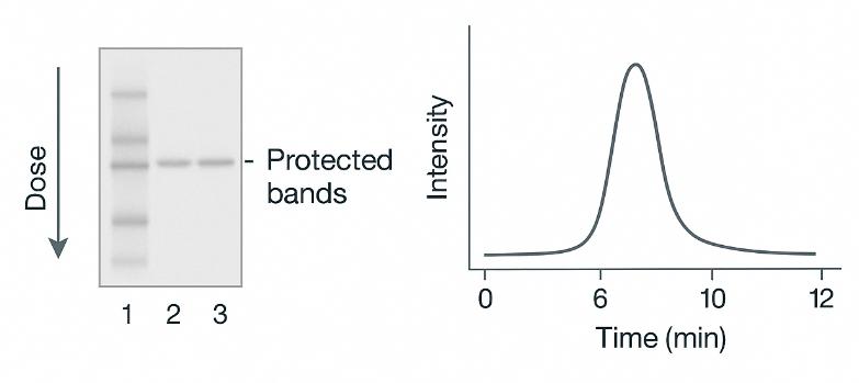 SDS-PAGE and LC-MS plots showing dose-dependent target protein protection.