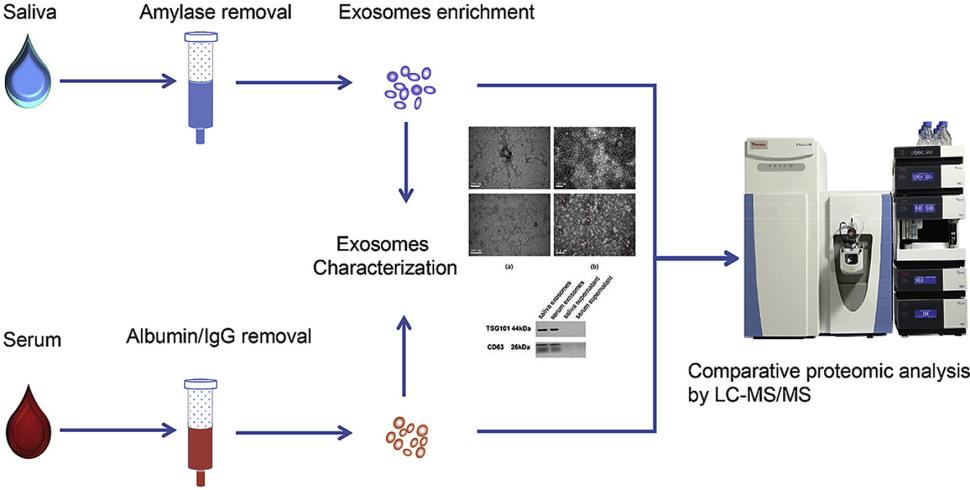 Saliva and serum exosome proteomics workflows.