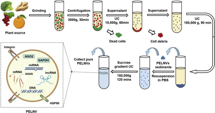 Isolation and preparation of plant exosom-like nanovesicles.