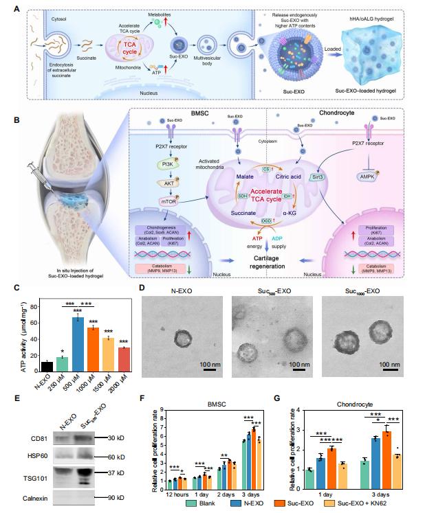 Preparation and characterization of bioenergetic-active exosomes.