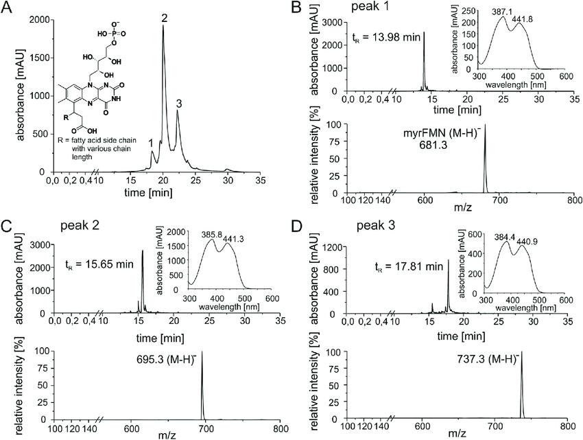 HPLC-UV/Vis and HPLC-MS analysis of isolated flavin derivatives as side products of the bioluminescent reaction.