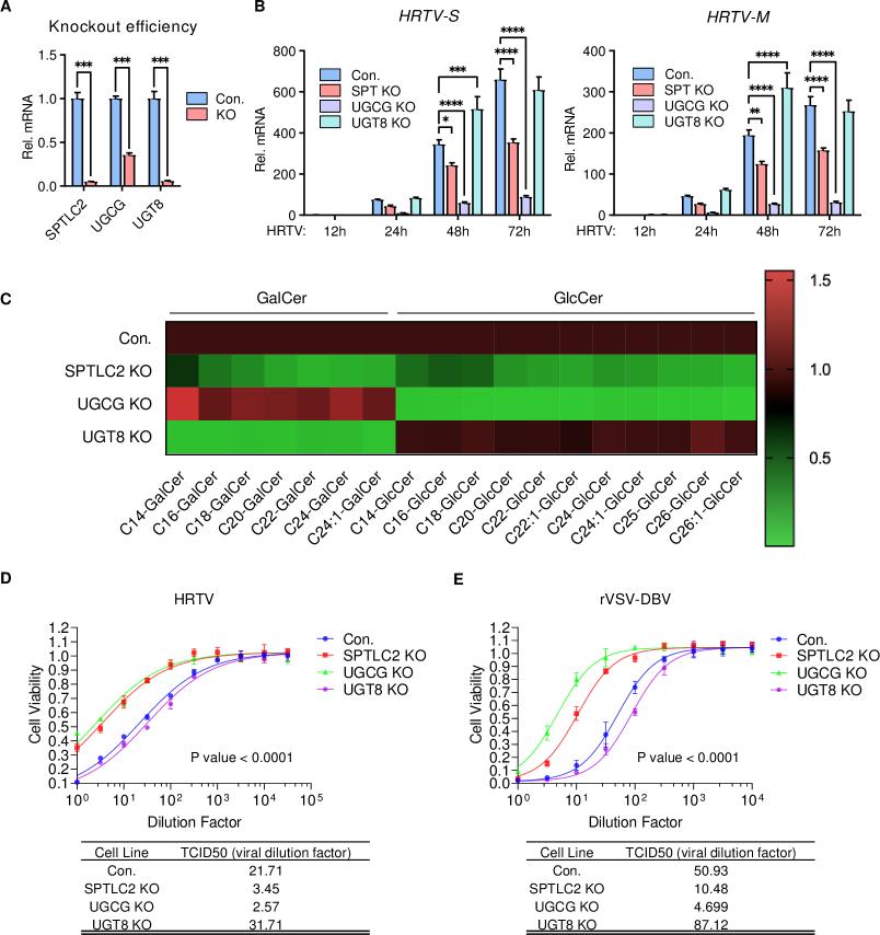 Bar graphs and heatmap showing reduced HRTV replication and GlcCer levels in UGCG and SPTLC2 knockout 293T cells; viral infectivity assays confirm impaired entry.