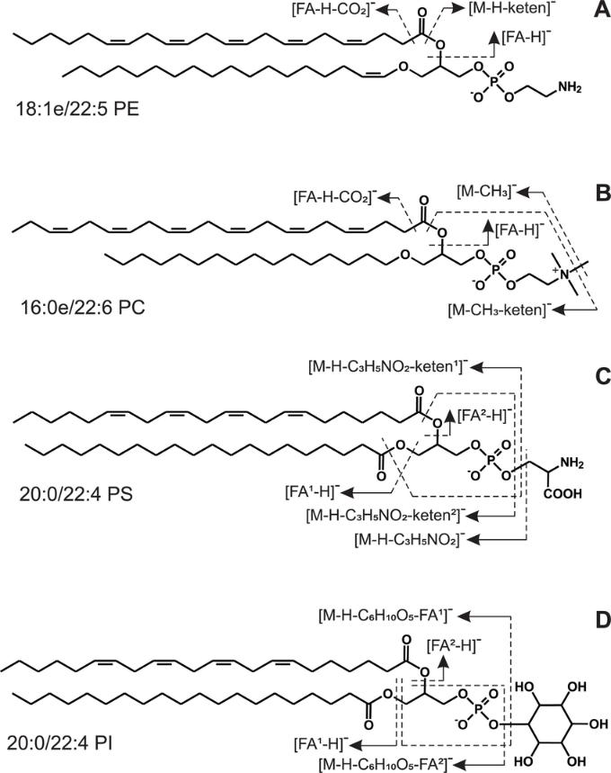 S/MS spectra of four glycerophospholipid classes from hydrocorals Allopora steinegeri, Millepora dichotoma, and M. platyphylla.