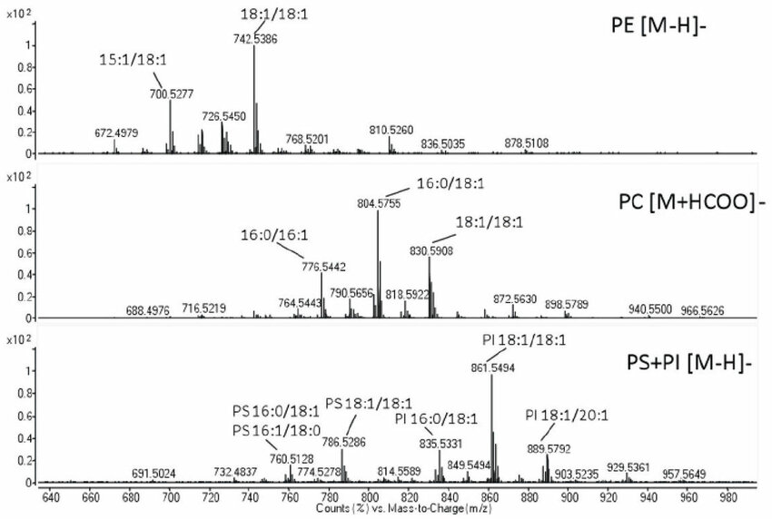 Negative mode mass spectra of major glycerophospholipids (PE, PC, PS, PI) from ESyt-2 in mammalian cells, highlighting key acyl chain species.