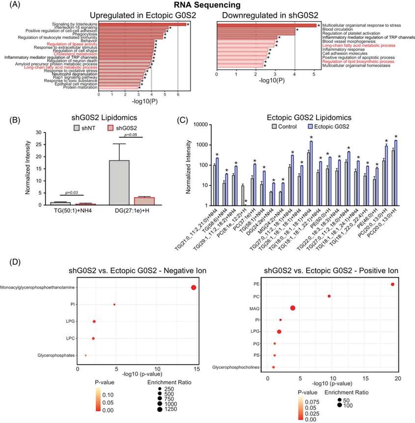 ar charts of GO pathway enrichment for G0S2 overexpression and knockdown; heatmaps showing decreased long-chain di- and triacylglycerides with G0S2 knockdown and increased triglycerides and phospholipids (PC, PE) with G0S2 overexpression; and a KEGG pathway enrichment diagram comparing lipid pathways affected by G0S2 modulation.