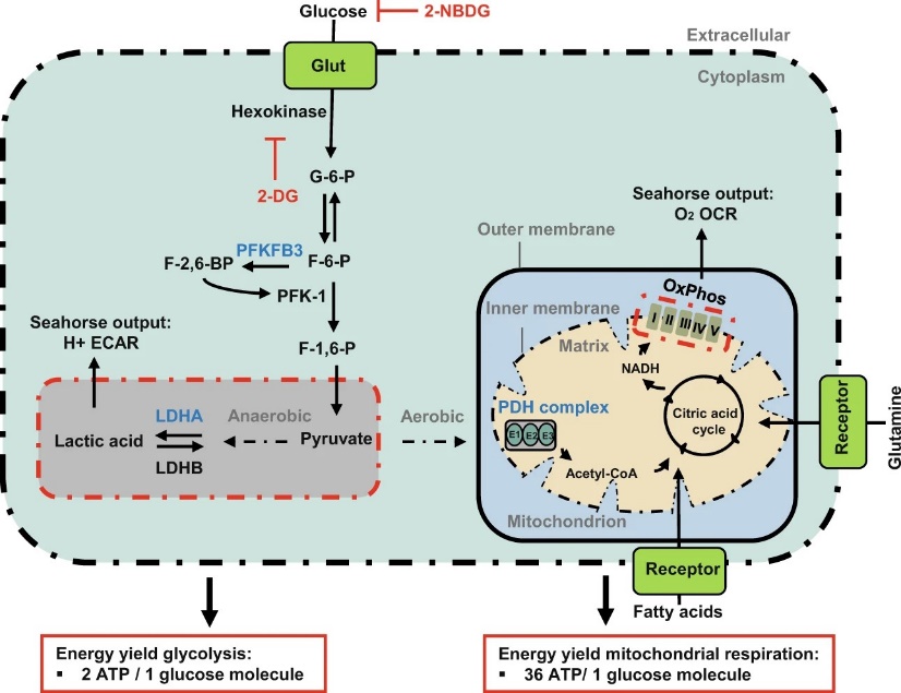 Glycolysis Pathway Analysis Service