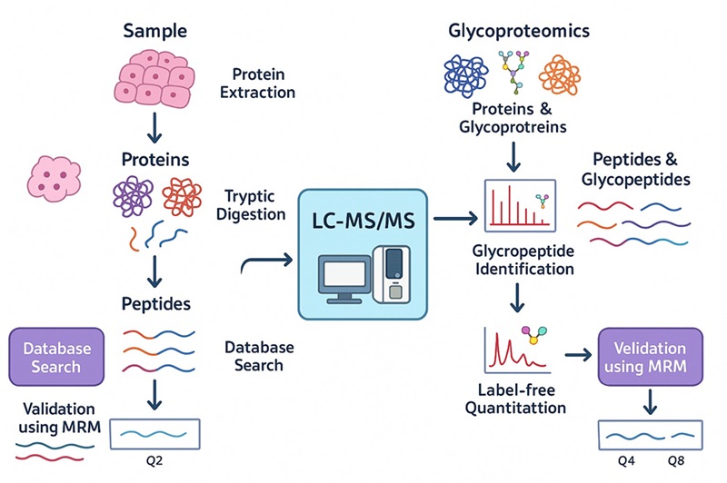 LC-MS/MS workflow for proteomics and glycoproteomics analysis including sample prep, digestion, identification, quantitation, and validation.