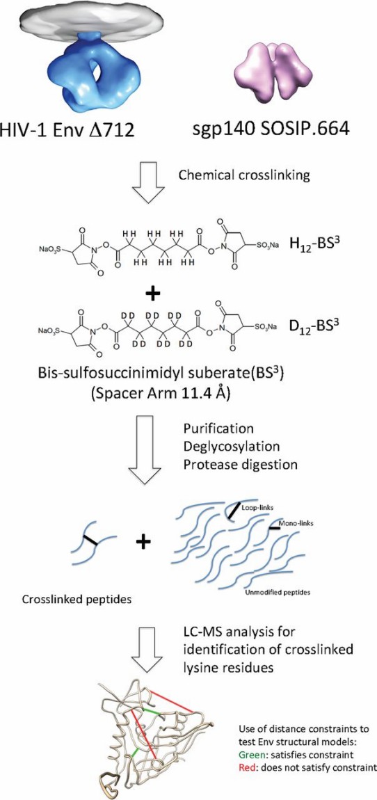 XLMS workflow comparing membrane HIV1 Env and sgp140 SOSIP.664 conformations