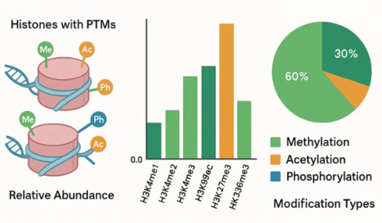 Demo results of His PTMs