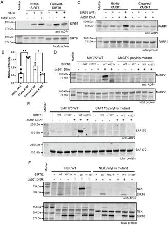 Diagram illustrating how double-stranded DNA binding activates SIRT6, leading to mono-ADP-ribosylation of proteins with polyhistidine sequences.
