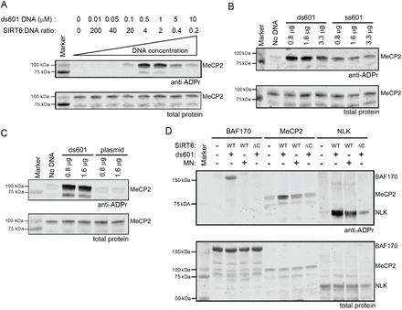 Diagram illustrating how double-stranded DNA binding activates SIRT6, leading to mono-ADP-ribosylation of proteins with polyhistidine sequences.