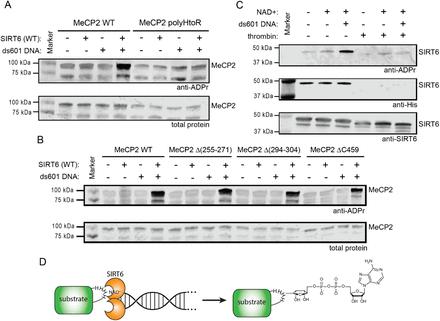 Diagram illustrating how double-stranded DNA binding activates SIRT6, leading to mono-ADP-ribosylation of proteins with polyhistidine sequences.
