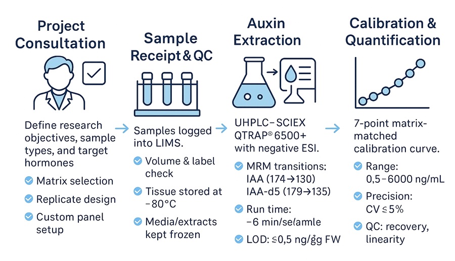 Auxin quantification workflow diagram with five steps: project consultation, sample QC, auxin extraction, LC-MS/MS analysis, and calibration with quality metrics.