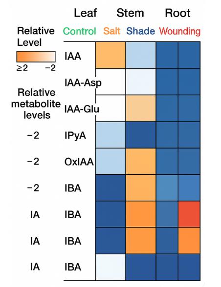 ：Auxin metabolite heatmap across plant organs and stress conditions, color-coded from low (blue) to high (orange) abundance.