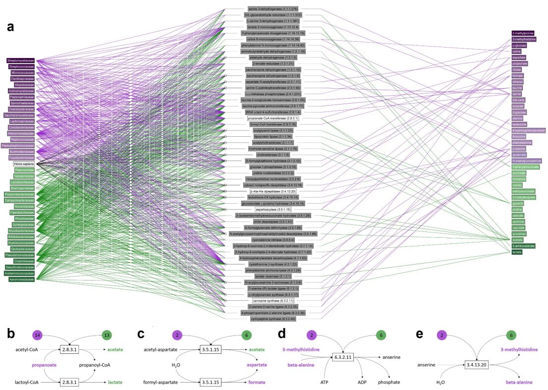  Metabolites involved in reactions mediated by enzymes found in one or more of the microbial families.