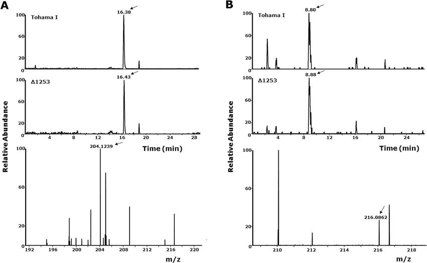 LC-MS chromatograms showing detection of isopentenyl adenine and kinetin in wild-type and Δ1253 Tohama I bacterial lysates.