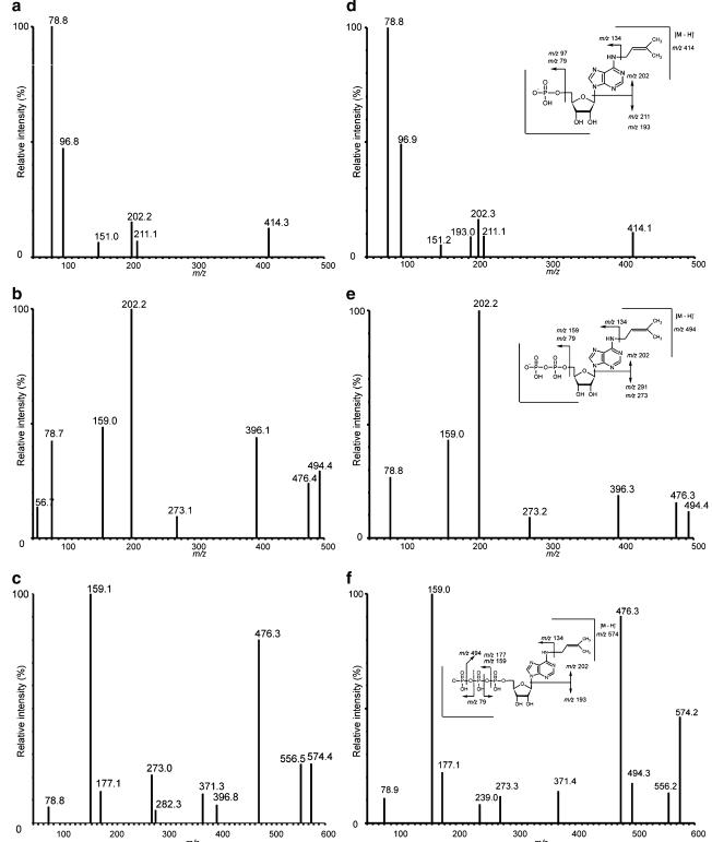 MS/MS spectra and fragmentation patterns of intracellular iPMP, iPDP, and iPTP metabolites, compared with standard solutions.