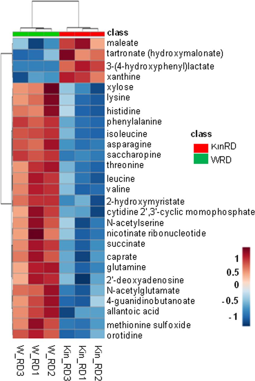 Hierarchical clustering (Euclidean distance measure and Ward clustering algorithm) of 27 metabolites with significant changes (P ≤ 0.05 and q ≤ 0.1) in response to kinetin treatment at radicle protrusion stage (RD).