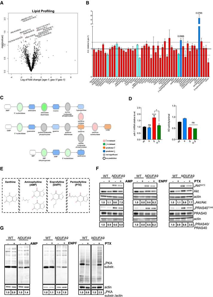 Multi-panel analysis showing xanthine buildup and altered purine metabolism in mutants and human cells, using lipidomics, metabolomics, pathway prediction, gene expression, and immunoblotting