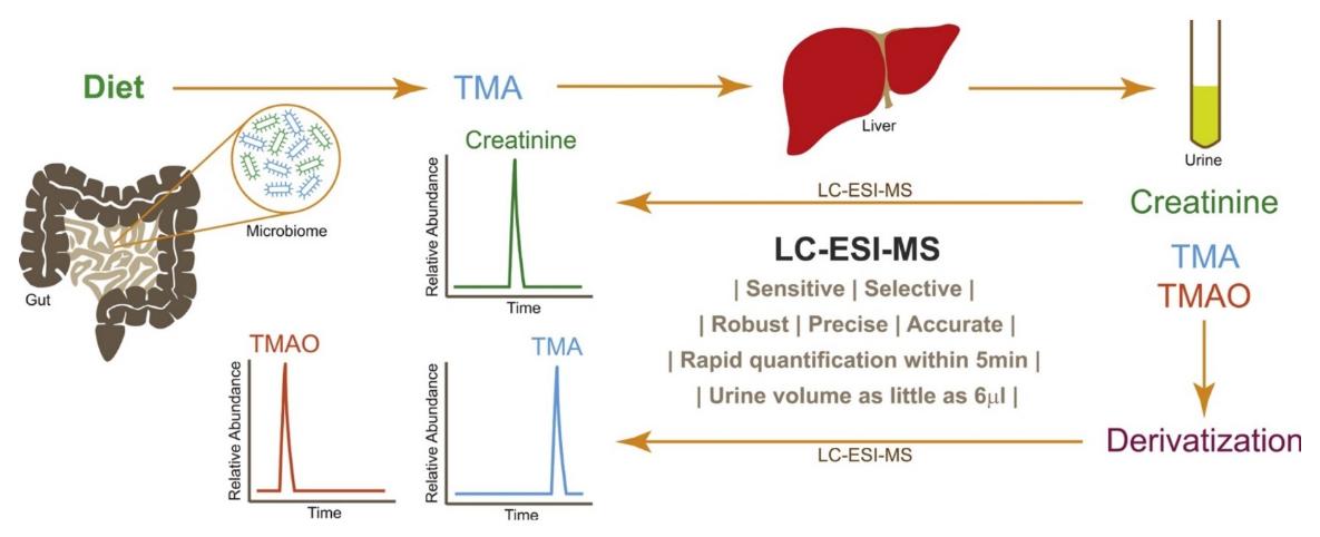 Workflow diagram showing derivatization of TMA, LC separation on a C18 column, and SIM-based mass spectrometry detection for TMA, TMAO, and creatinine in mouse urine.