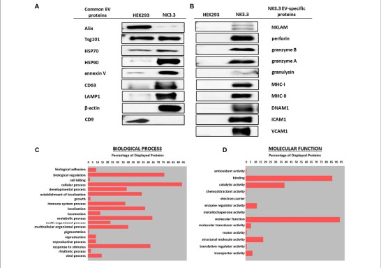 Membrane proteomics Gene Ontology charts showing NK3.3 extracellular vesicle protein functions