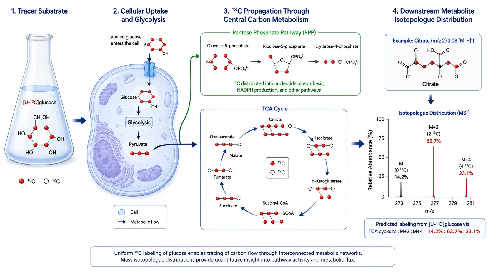 Figure 6: 13C Isotopic Tracing Pipeline for Metabolic Flux Analysis