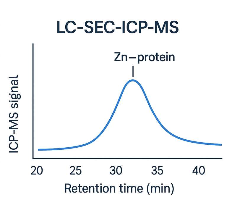 LC-SEC-ICP-MS peak curve illustrating Zn–protein retention and signal intensity.