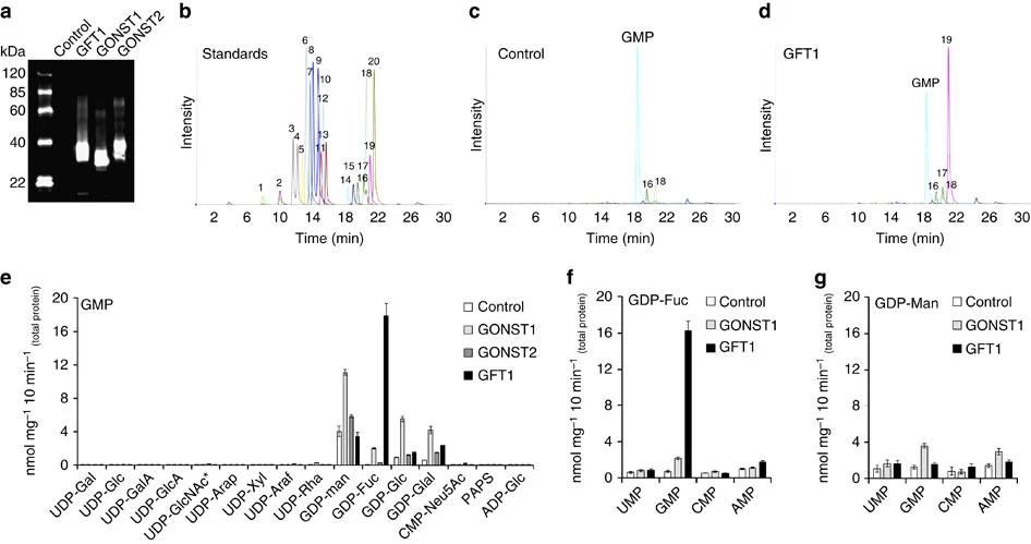 LC-MS/MS analysis of nucleotide sugar transport activities for GFT1 and other GONST members.