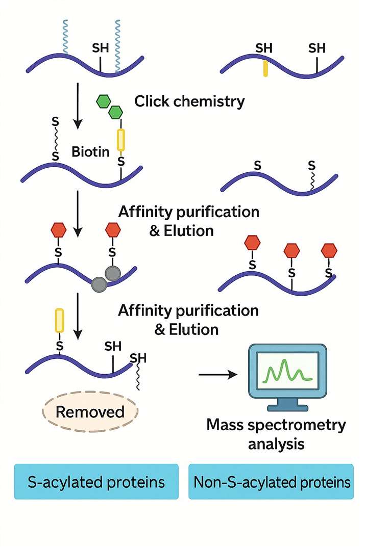 Click Chemistry-Based Detection of Palmitoylation Site
