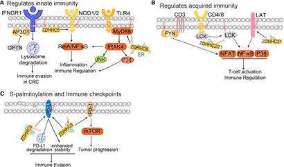 The protein S-palmitoylation in anti-tumor immunity.