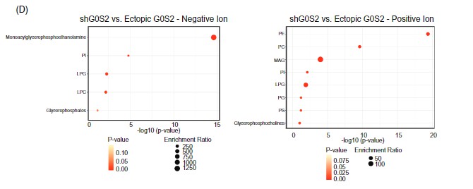 Lipid pathway enrichment bar chart showing significant disruption of glycerophospholipid metabolism in CML cells with altered G0S2 expression