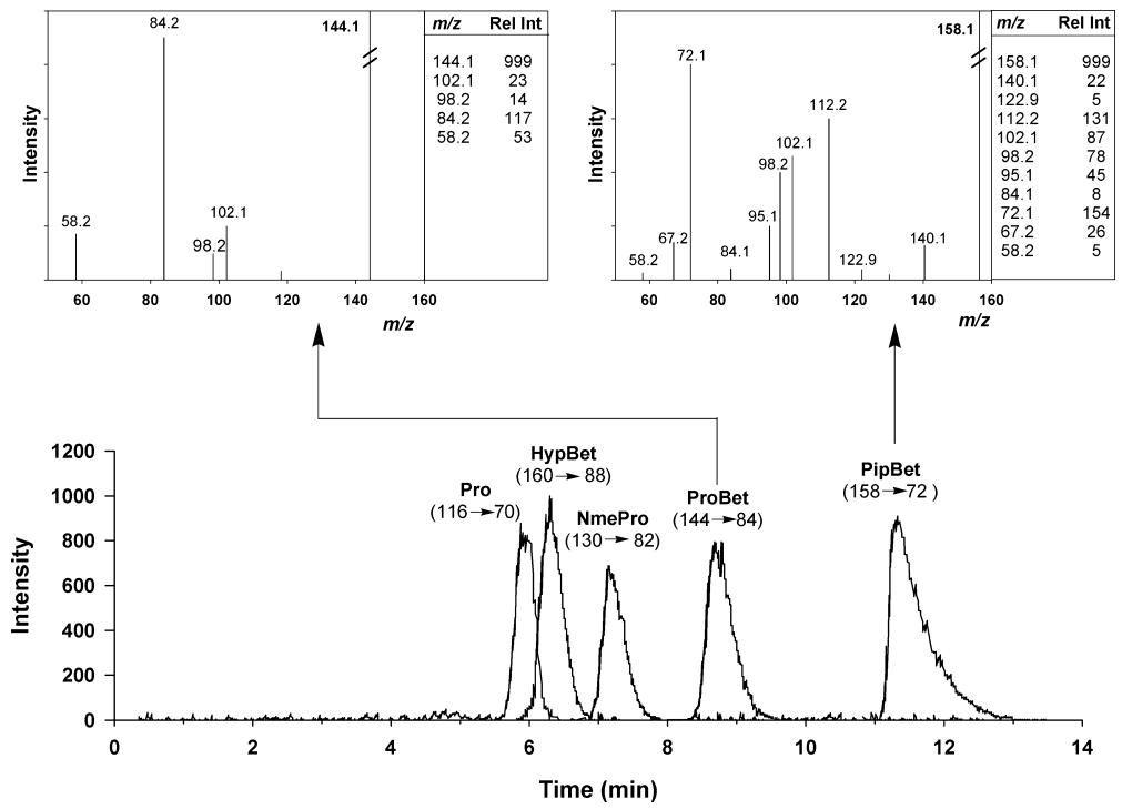 Chromatographic separation of some proline-derived compounds and pipecolic acid betaine by HPLC ESI-MS/MS.