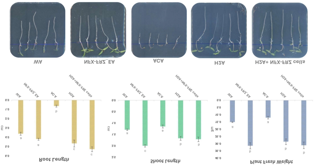 Tomato plant growth under different treatments