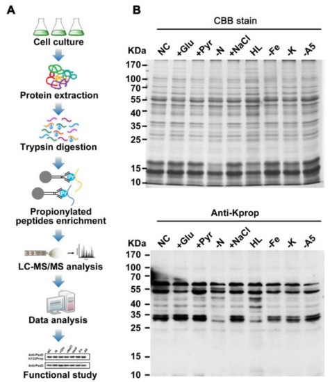 workflow of lysine propionylation Profiling 