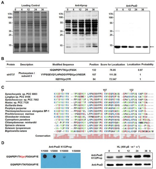 Identification of lysine propionylation