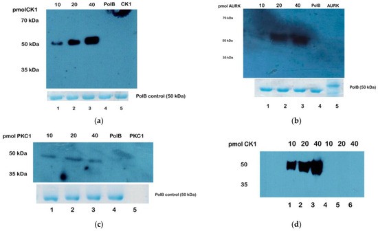 Western blot analysis of TcPolβ phosphorylation