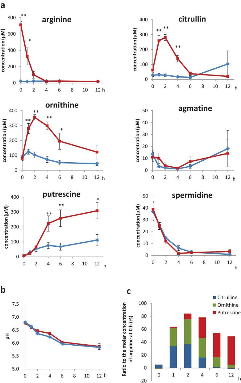 Graph showing putrescine concentration and isotope-labelled fraction over time in faecal cultures analyzed by GC-MS