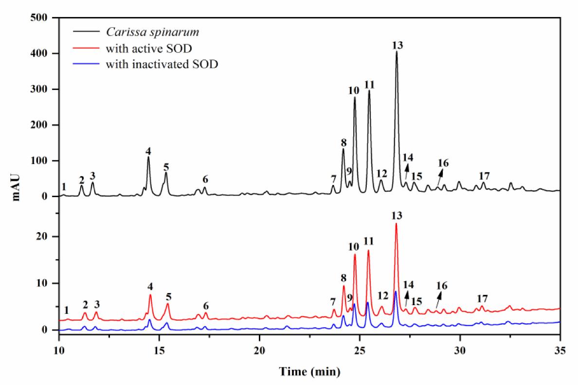 HPLC comparison of Carissa spinarum extract under untreated, active SOD, and inactive SOD ultrafiltration conditions.