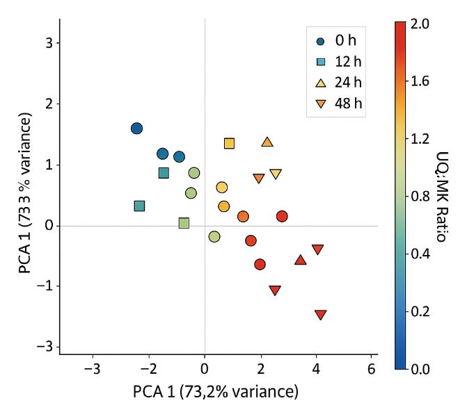 PCA plot showing sample clustering by time and UQ:MK ratio gradient.