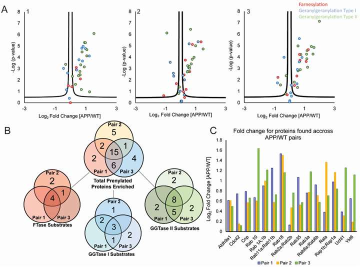 Volcano plots and bar graph summarizing increased prenylation of 15 proteins in APP/PS1 mouse brains compared to wild-type