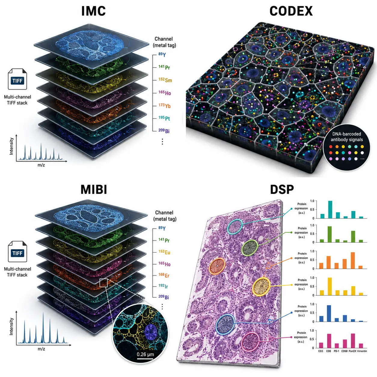 Figure 1: Comparison of data structures across four major spatial proteomics platforms — IMC, CODEX, MIBI, and DSP.