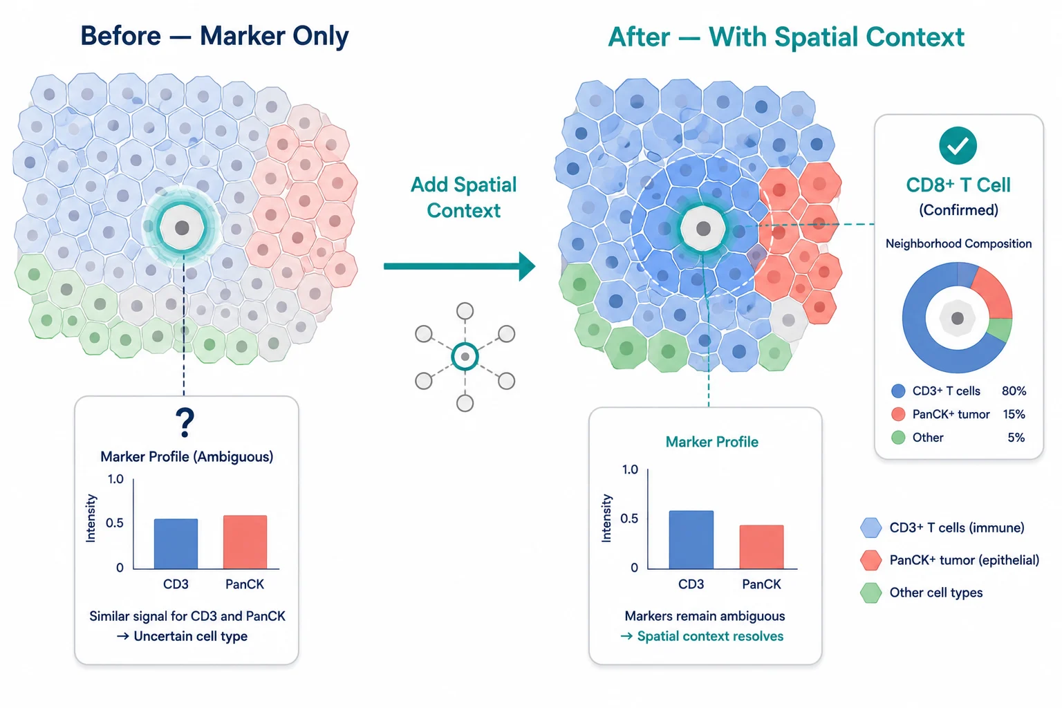 Figure 8: Spatial context correcting annotation — left panel shows ambiguous cell; right panel shows same cell with spatial context providing decisive evidence.