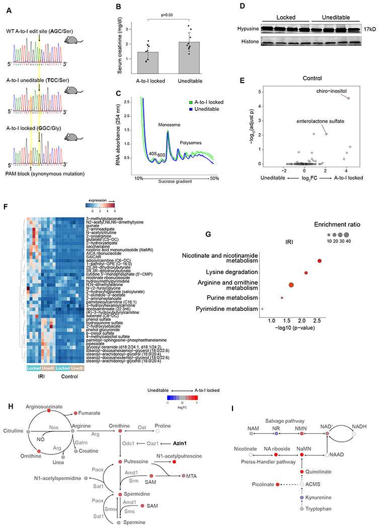 The Azin1 A-to-I locked mouse model shows various kidney protection markers.